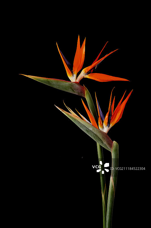 天堂鸟图片素材