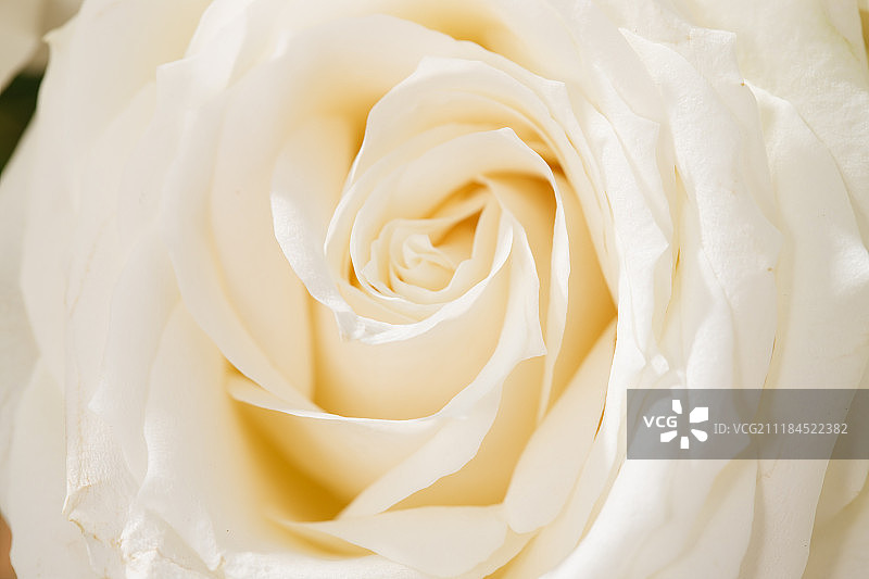 玫瑰花图片素材