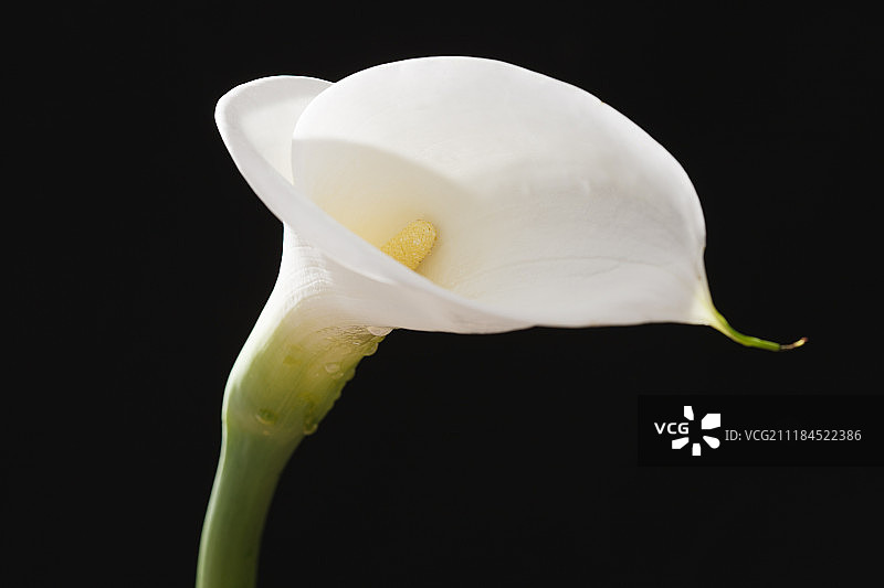 马蹄莲图片素材