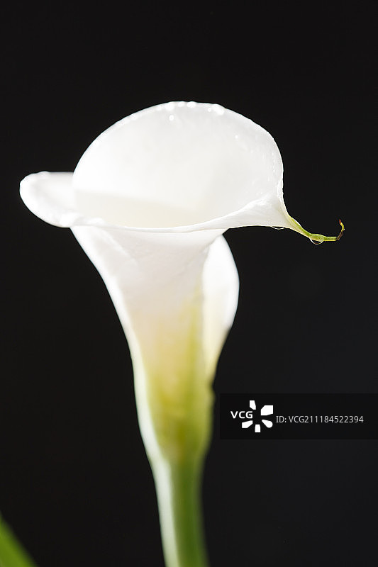 马蹄莲图片素材