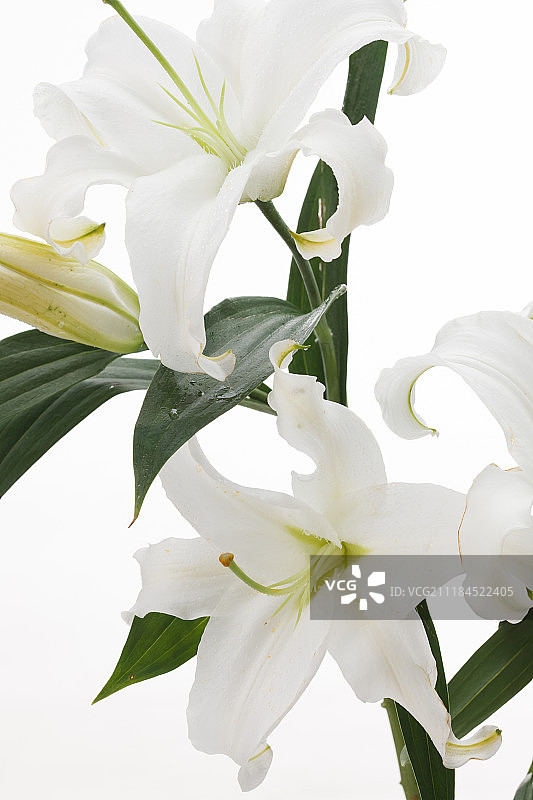 百合花图片素材