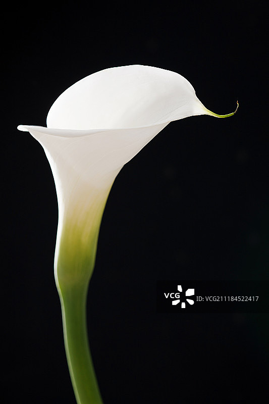 马蹄莲图片素材