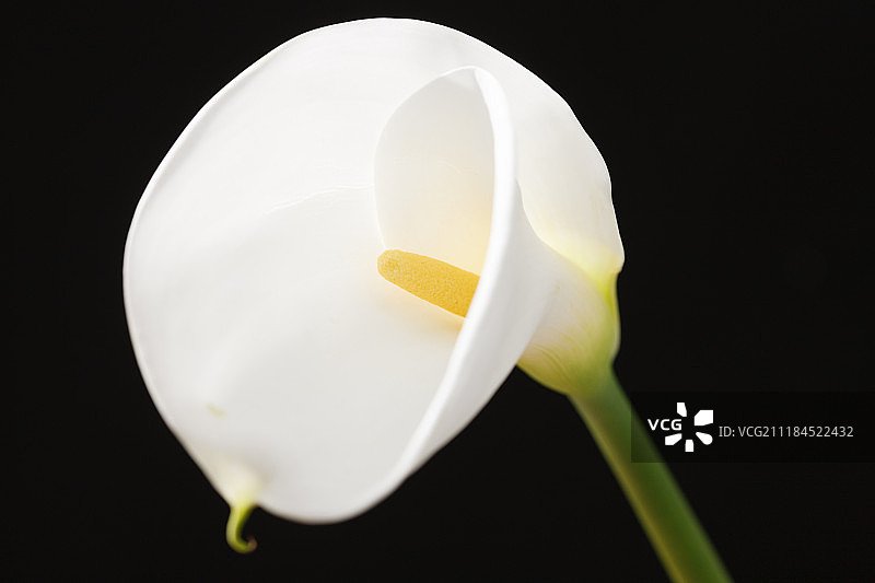 马蹄莲图片素材