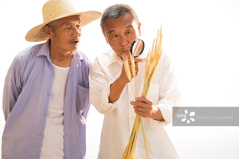 农民研究麦穗图片素材