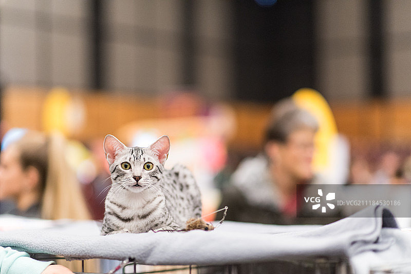 格罗宁根展览图片素材