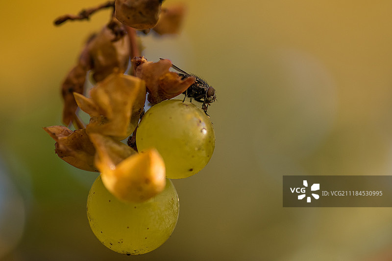 葡萄餐图片素材