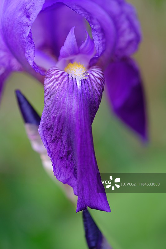 紫色花朵的特写图片素材
