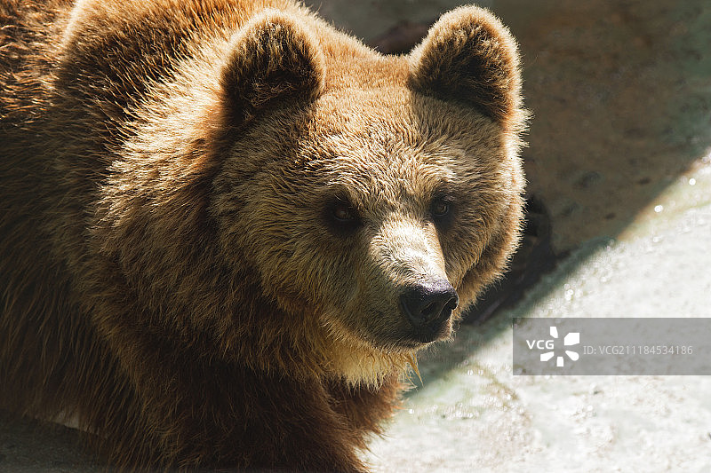 这些眼睛图片素材