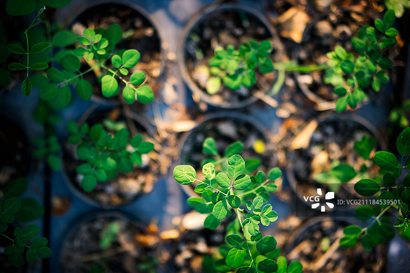 播种与生长图片素材