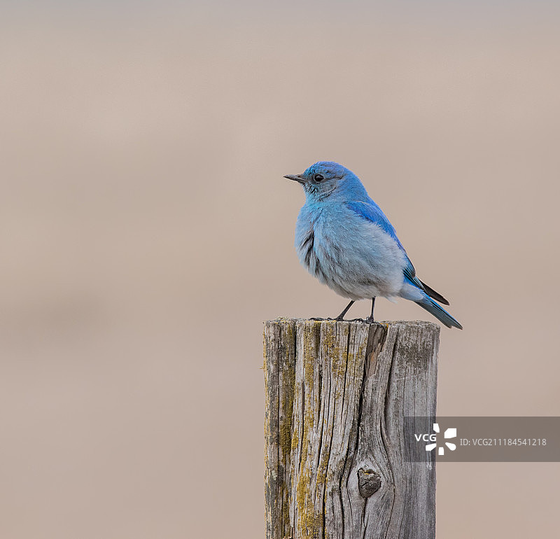 蓝知更鸟图片素材