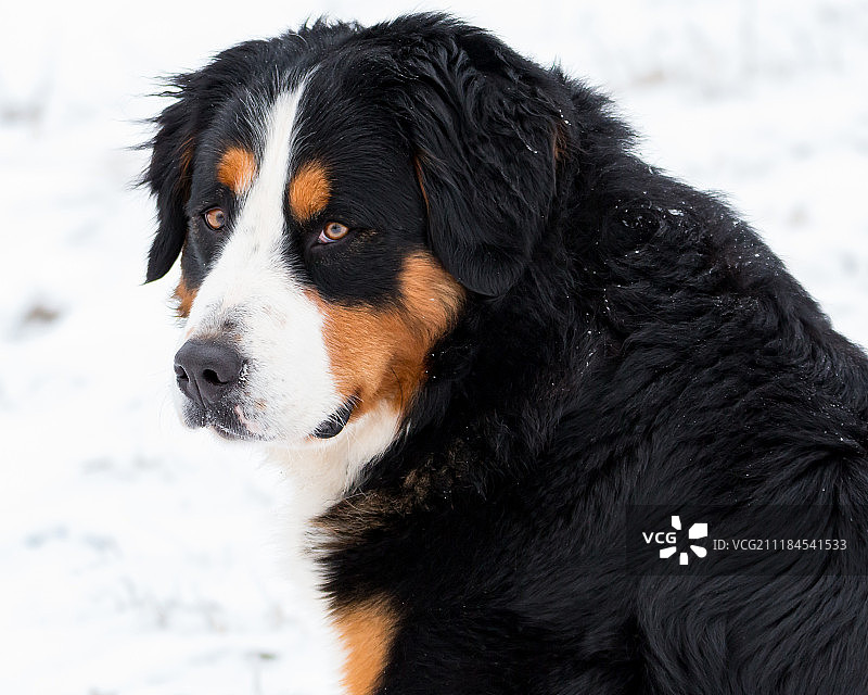 伯尔尼山地犬肖像图片素材