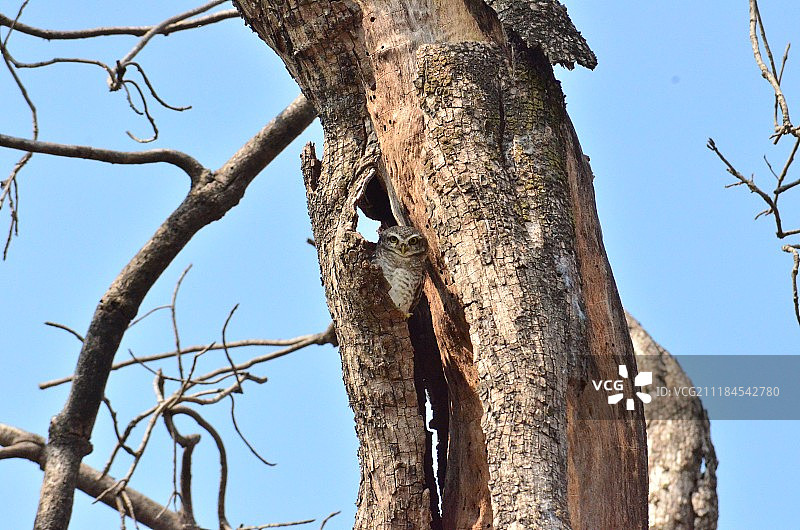 鸟的照片图片素材