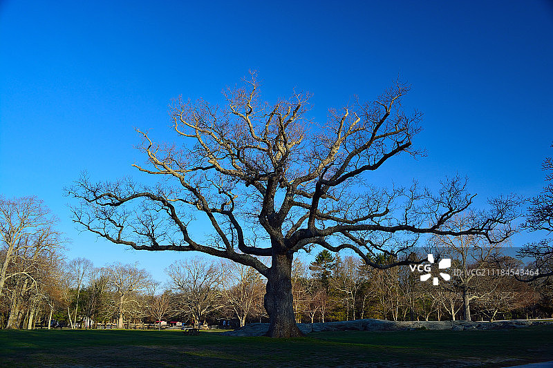 休眠期图片素材