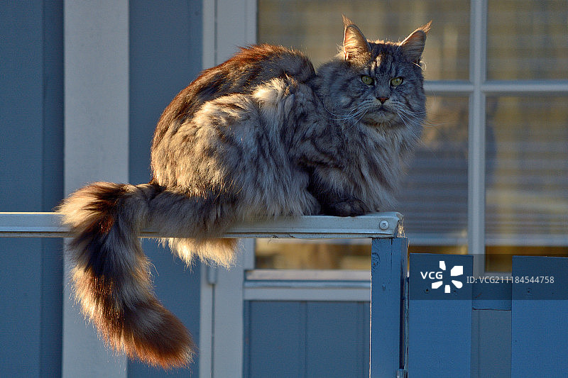 鸟类思考图片素材