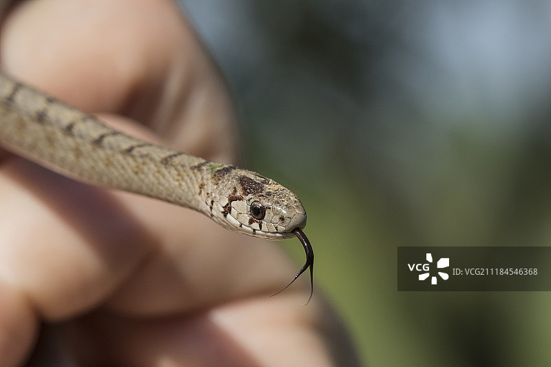嗅觉灵敏的园林蛇图片素材