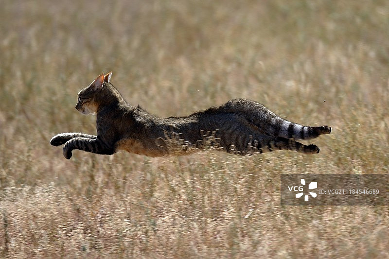非洲野猫-南非卡拉哈迪图片素材