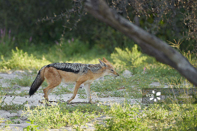 灰背胡狼特写图片素材