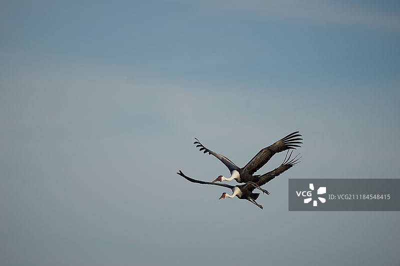 蓝天下飞翔的起重机图片素材
