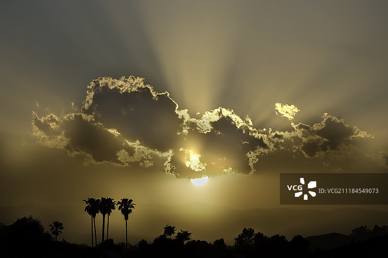 日落时的棕榈树图片素材