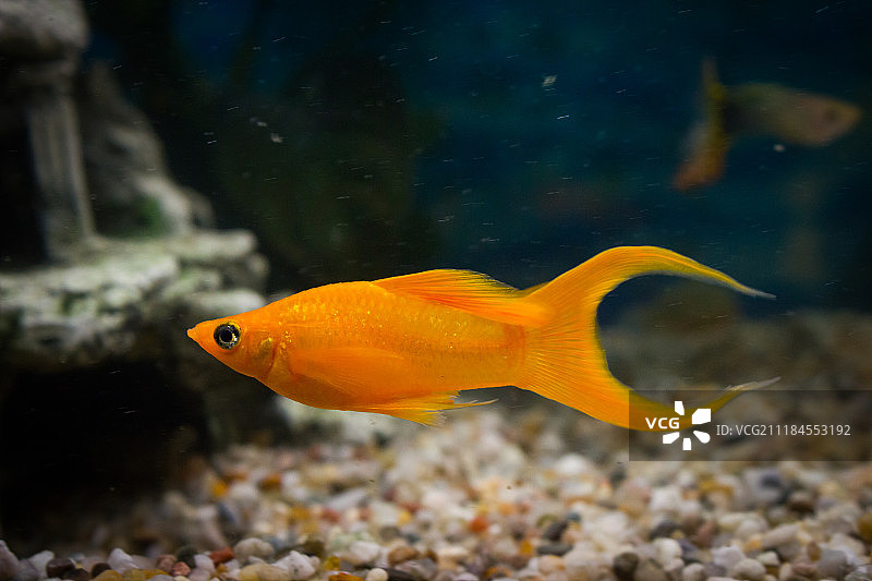 热带鱼图片素材