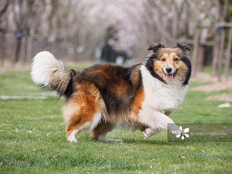 奔跑的纯种设得兰群岛牧羊犬图片素材