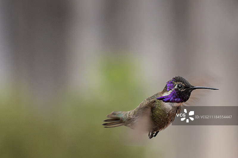 科斯塔蜂鸟图片素材