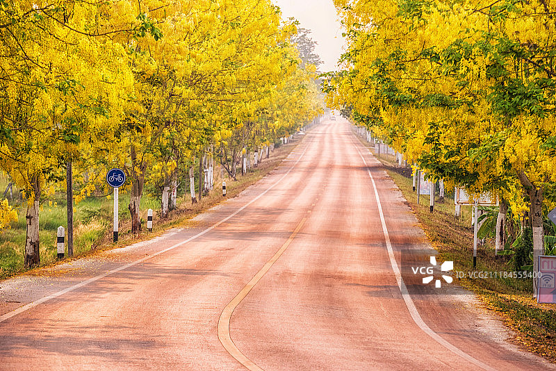 阿勃勒图片素材