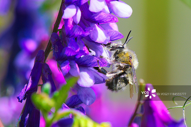 蜜蜂科图片素材