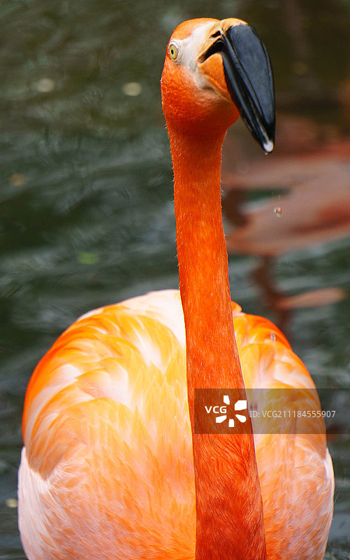 匹兹堡动物园的火烈鸟图片素材