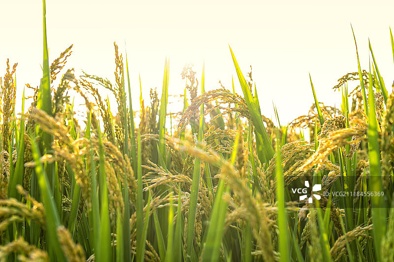 中国，辽宁省，沈阳市，锡伯族镇，稻梦空间图片素材