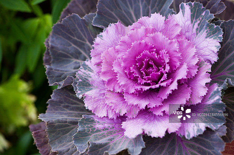 紫色观赏甘蓝图片素材