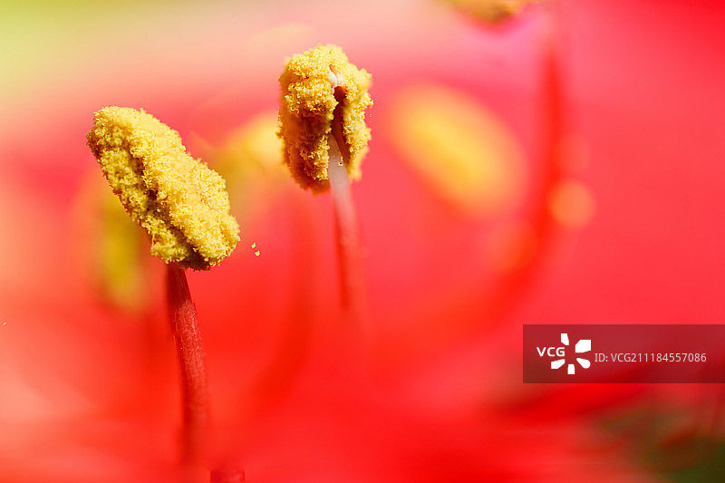 复活节百合花粉图片素材