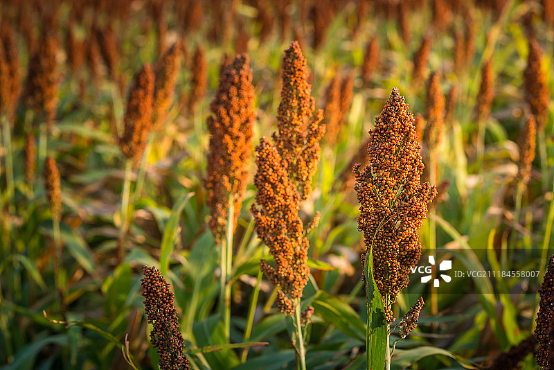 阳光下高粱地的选择性柔焦图片素材