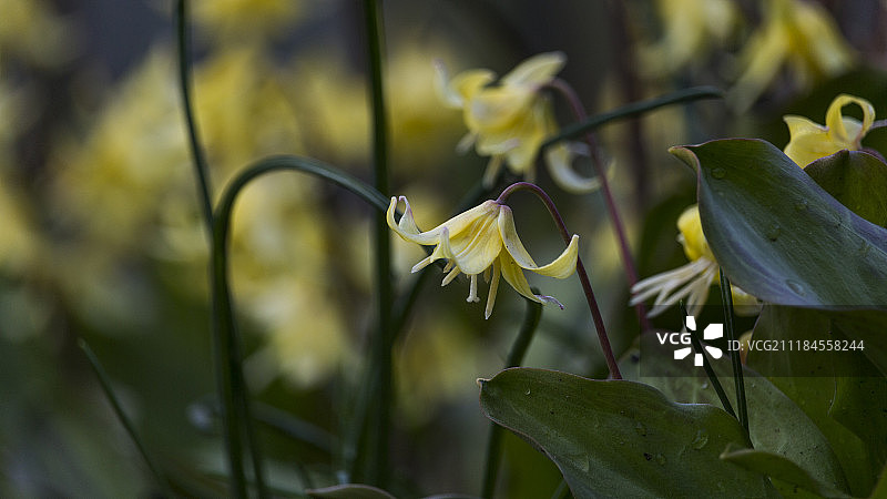 延龄草花图片素材