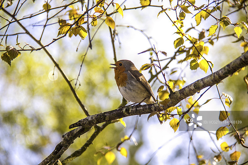 树上的知更鸟图片素材