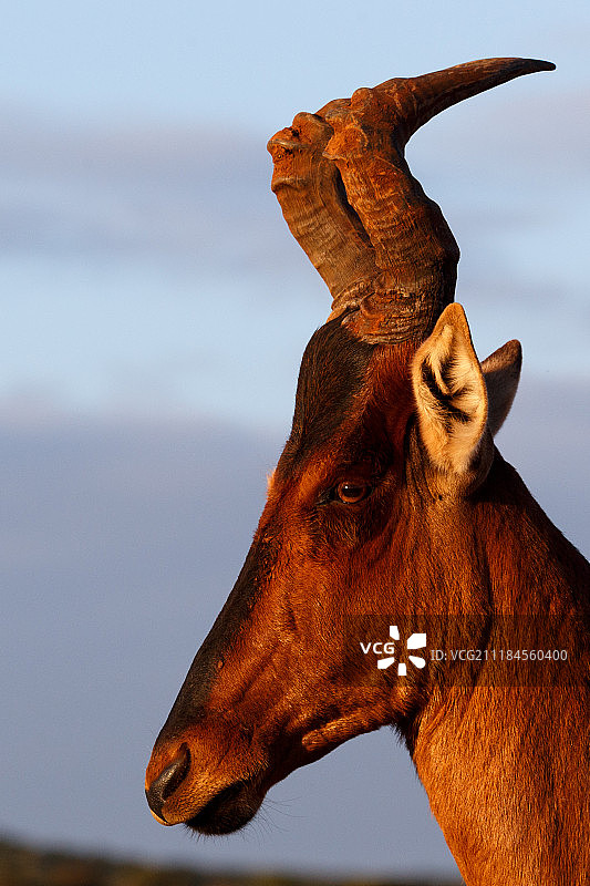 红狷羚肖像图片素材