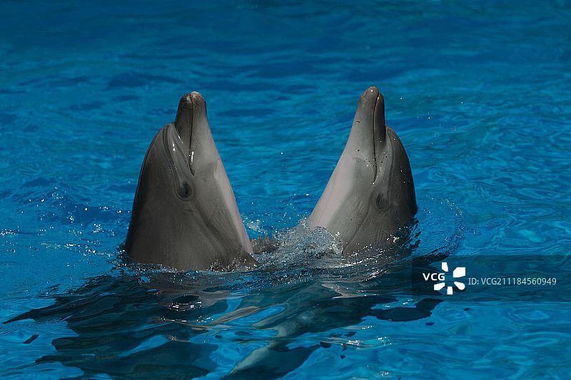 舞动的海豚群图片素材