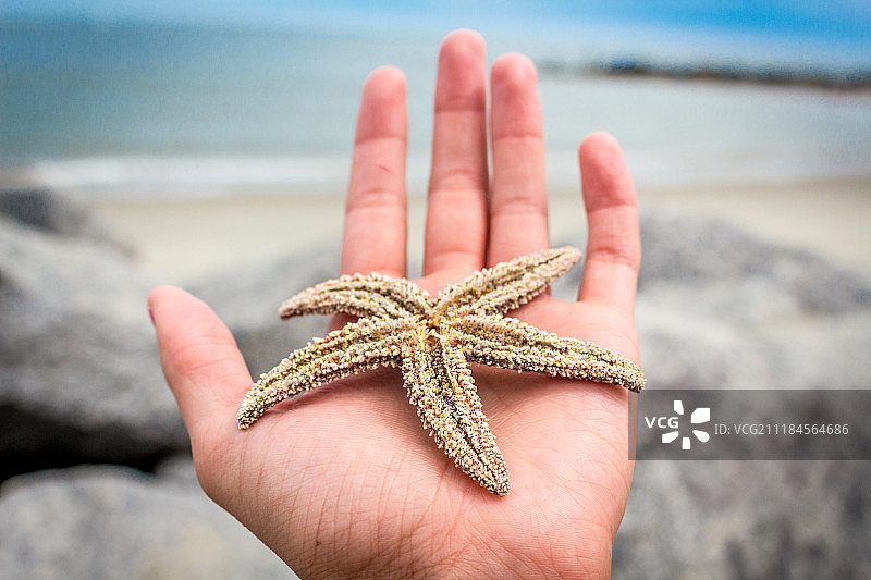 福利海滩海星图片素材