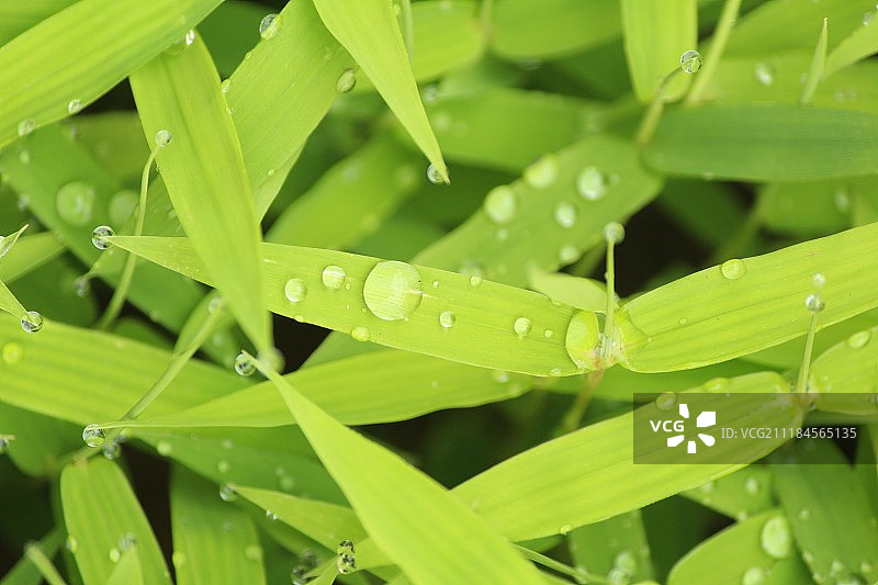 雨滴图片素材