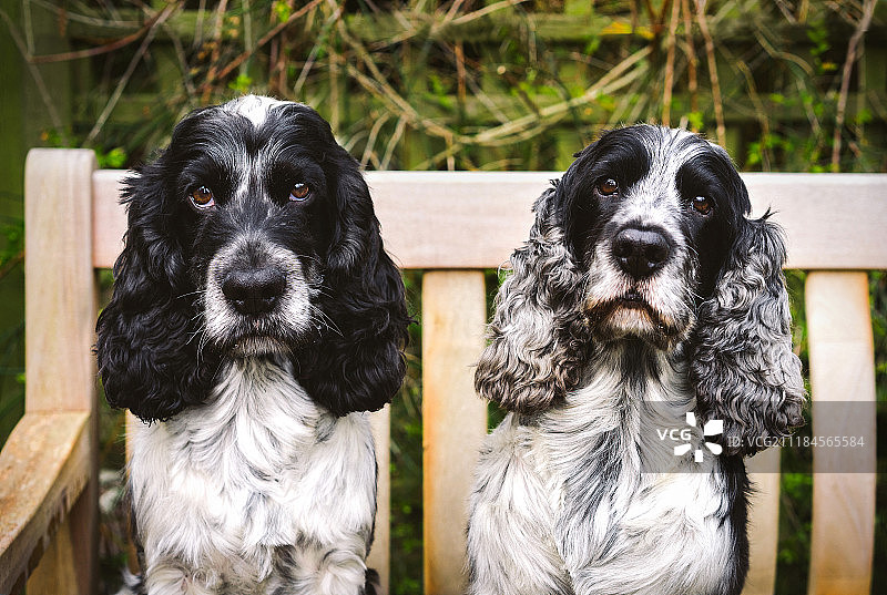 德克斯特和马特利，可卡犬二人组图片素材