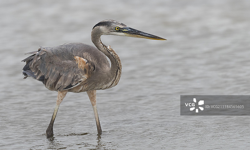大蓝鹭 (Ardea Herodias)图片素材