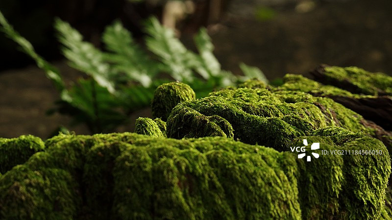 苔藓山脉图片素材