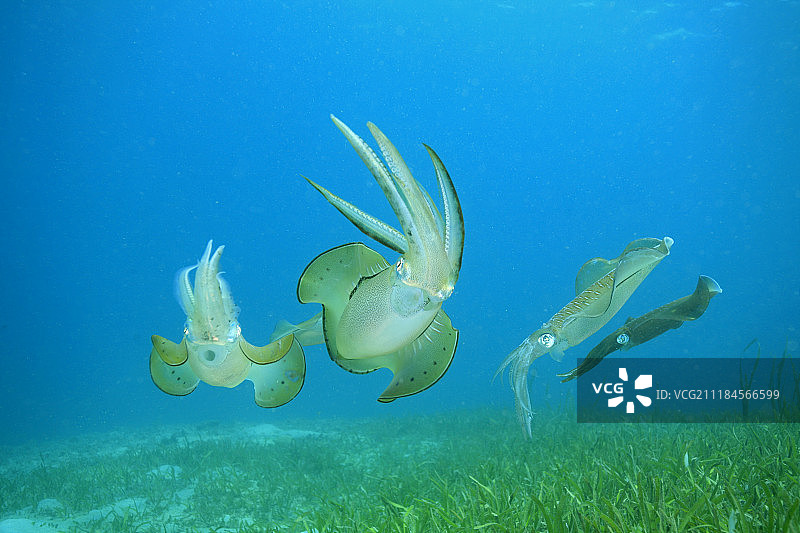 一群莱氏拟乌贼在水下游泳图片素材