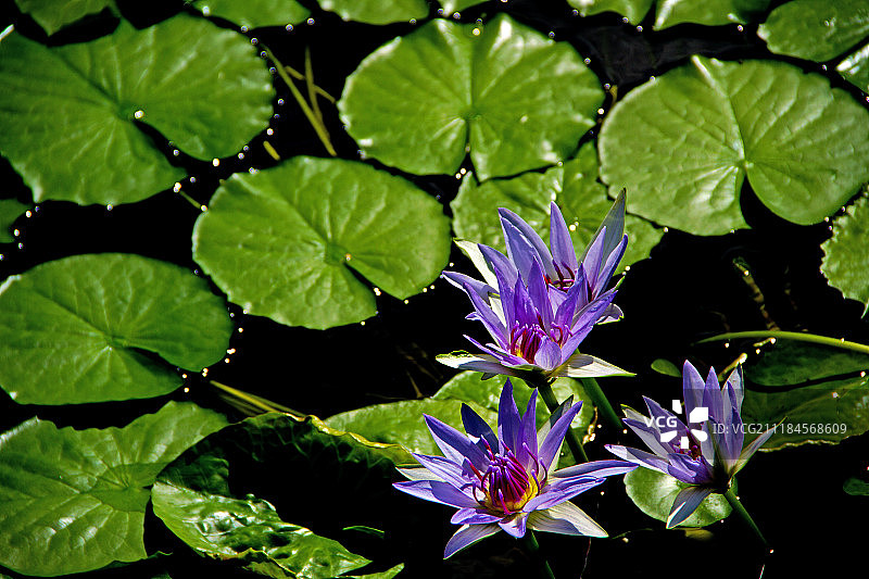 紫色睡莲图片素材