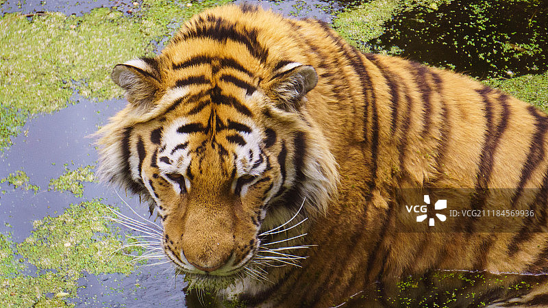 老虎在水中休息特写图片素材