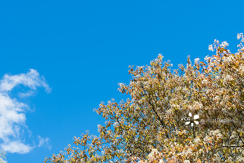 春天里在蓝天白云下盛开的树木图片素材