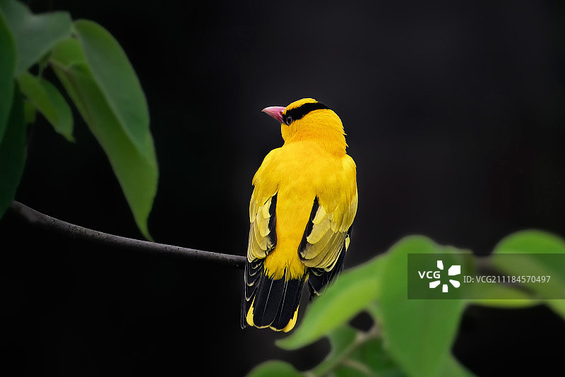 美丽的黄色图片素材