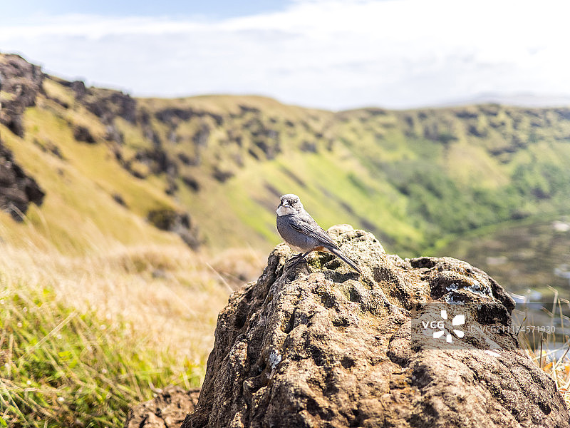 复活节岛鸟类图片素材