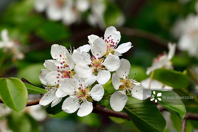 春季梨花图片素材
