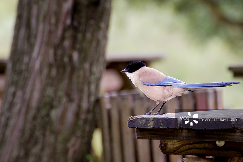 蓝翅鸦图片素材